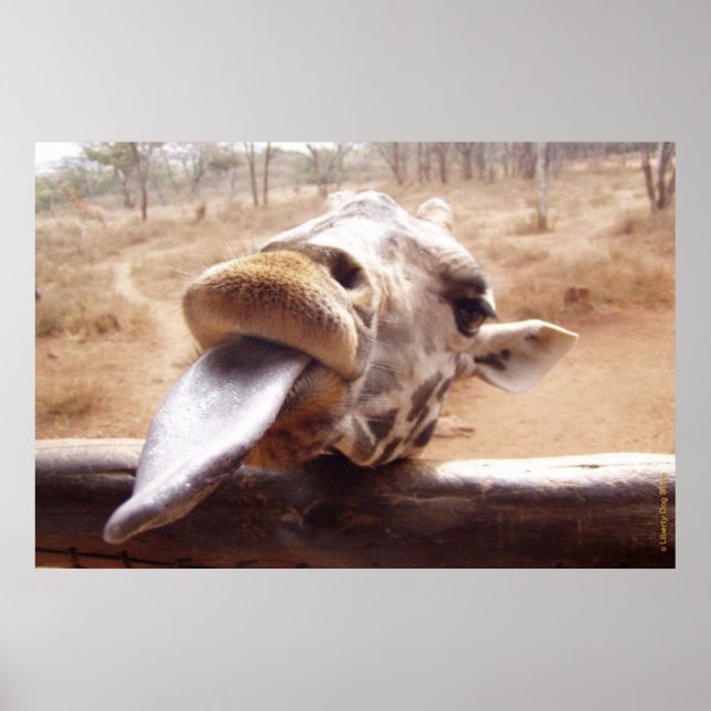 POSTERS GIGRAFFE FUNNADOS - FORA DE ÁFRICA - IMPRE (Frente)