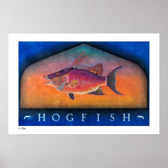 Posters, Impressões e quadros de Hogfish (Frente)