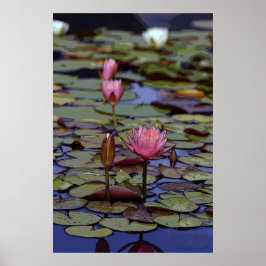 Posters Lily Pad Art - 24x36 - outros tamanhos dis