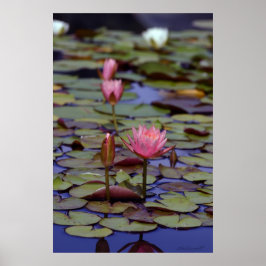 Posters Lily Pad Photo - 24x36 - outros tamanhos
