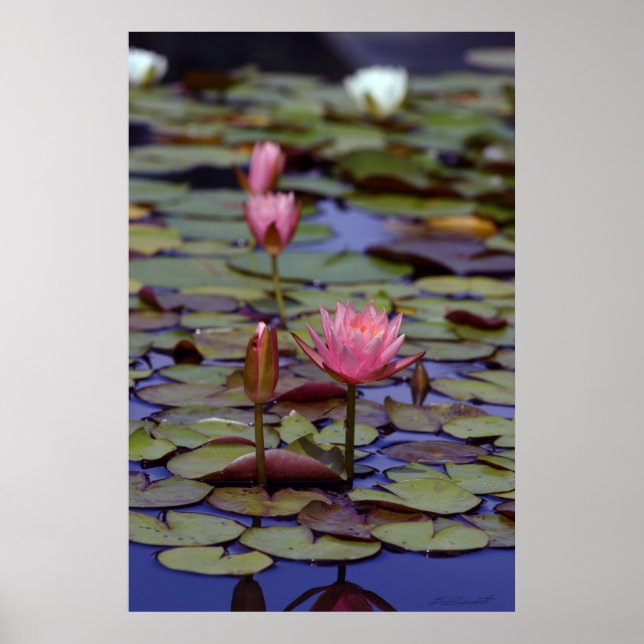 Posters Lily Pad Photo - 24x36 - outros tamanhos (Frente)