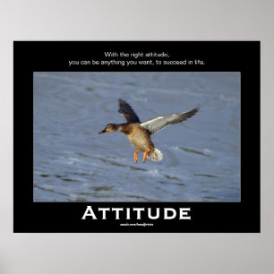 Posters Motivacionais do Pato de Attitude Mallard