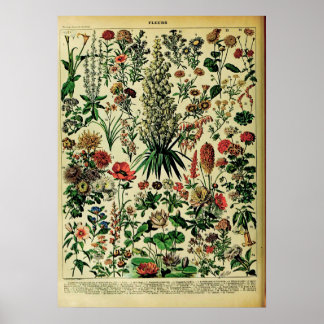 Posters naturais do Adolphe Millot Recreados: Flor