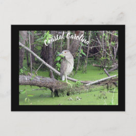 Posto de Cartão de Posto Costeiro Carolina Bittern