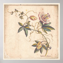 Potência de Poster de Impressão de Botânica Antiqu