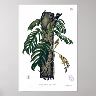 POTHOS? Poster tropical botânico da folha do