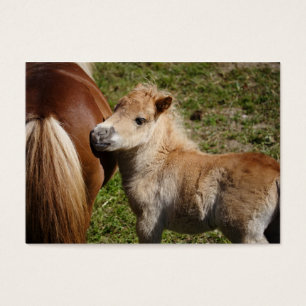 Potro doce de Haflinger