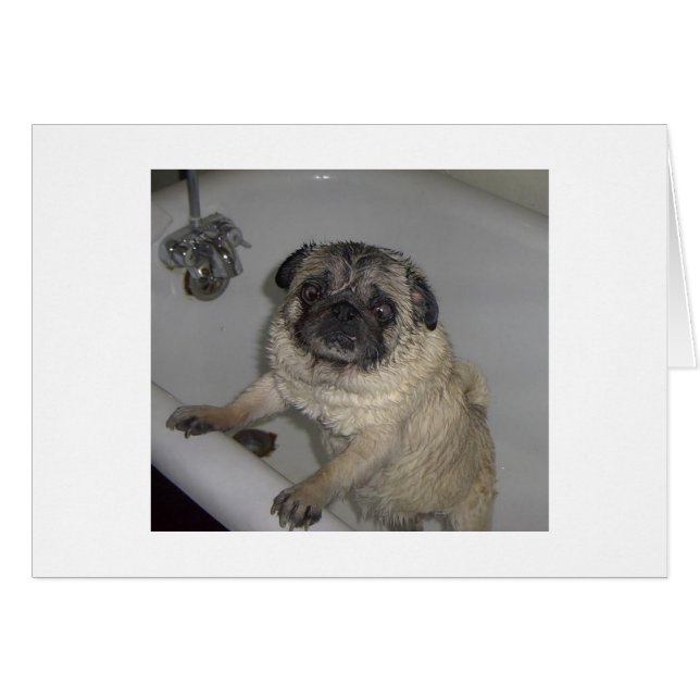 potro molhado, cartão de vazio (Frente Horizontal)