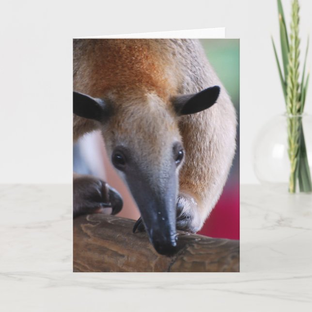 Pouco cartão do Anteater (Frente)
