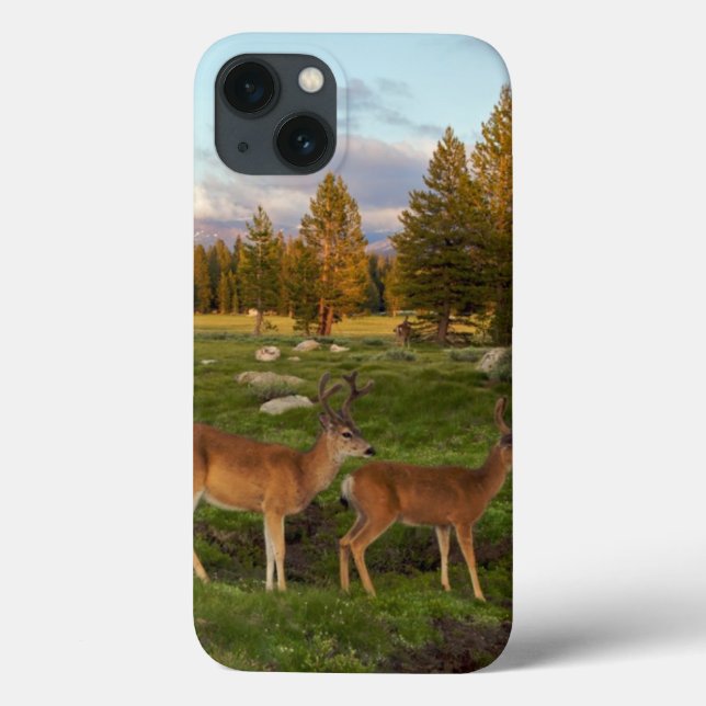 Prado de Tuolumne, Yosemite (Verso)