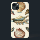 Praia da Shell Rico<br><div class="desc">George Wolfgang Knorr é conhecido pelo delicado detalhe e precisão de suas ilustrações de conchas e estrelas. Seus desenhos foram influenciados por seu próprio interesse pela ciência,  assunto popular de sua época.</div>