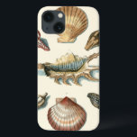 Praia da Shell Rico<br><div class="desc">George Wolfgang Knorr é conhecido pelo delicado detalhe e precisão de suas ilustrações de conchas e estrelas. Seus desenhos foram influenciados por seu próprio interesse pela ciência, assunto popular de sua época.</div>