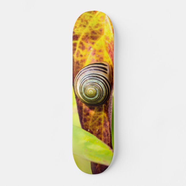 prancha de skate de apego calma (Frente)