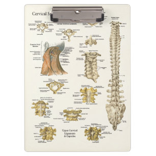 Prancheta cervical da anatomia da espinha da