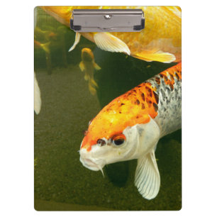 Prancheta da carpa de Koi