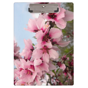 Prancheta de florescência cor-de-rosa do ramo