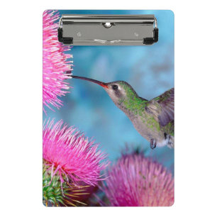 Prancheta Mini Área de Transferência/Hummingbird