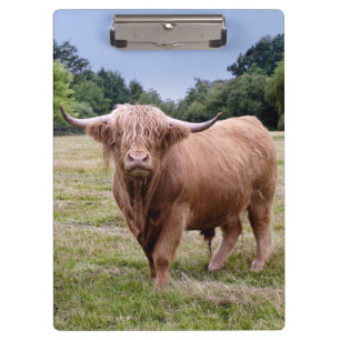 Prancheta Vaca das Terras Altas