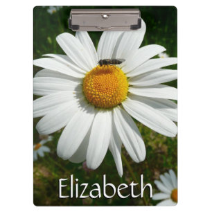 Pranchetas Abelha na Daisy Alaskan Summer Nature Photo