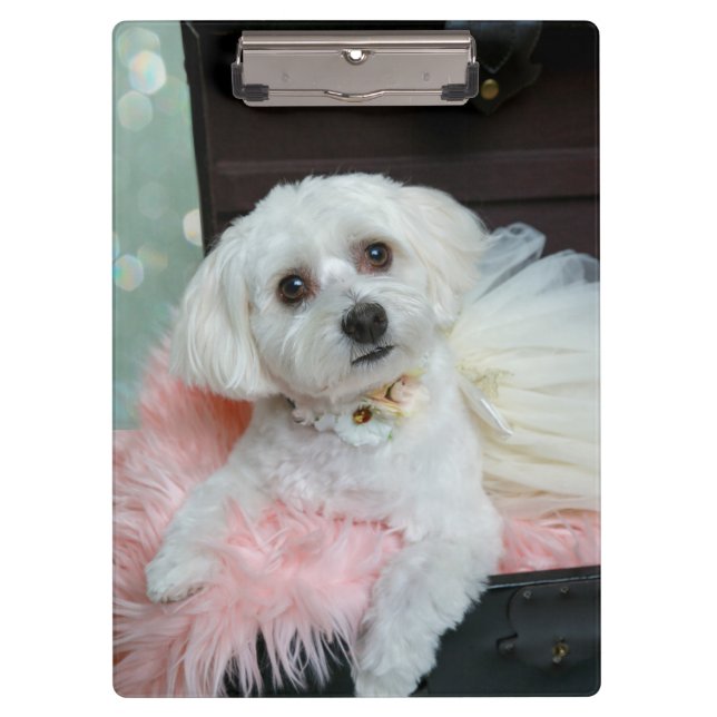 Pranchetas Adorable Fancy White Puppy Portrait Photo (Frente)