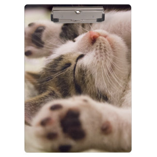 Pranchetas Adorável gatinho dormindo