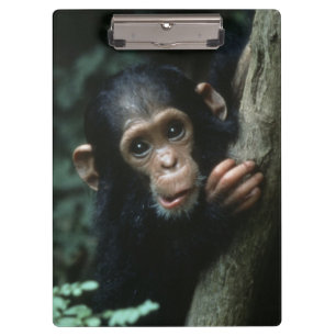 Pranchetas África, África Oriental, Tanzânia, Parque Nacional