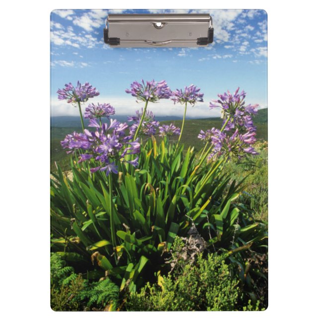 Pranchetas African Lily (Agapanthus praecox), Mossel Bay (Frente)