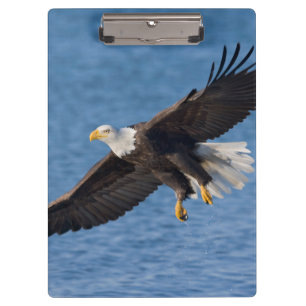 Pranchetas Águia americana em voo