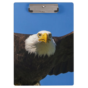 Pranchetas Águia Americana passa voando perto