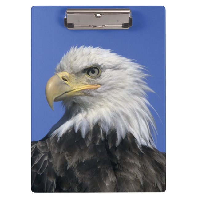 Pranchetas Águia-pescadora, (Haliaeetus leucocephalus), selva (Frente)
