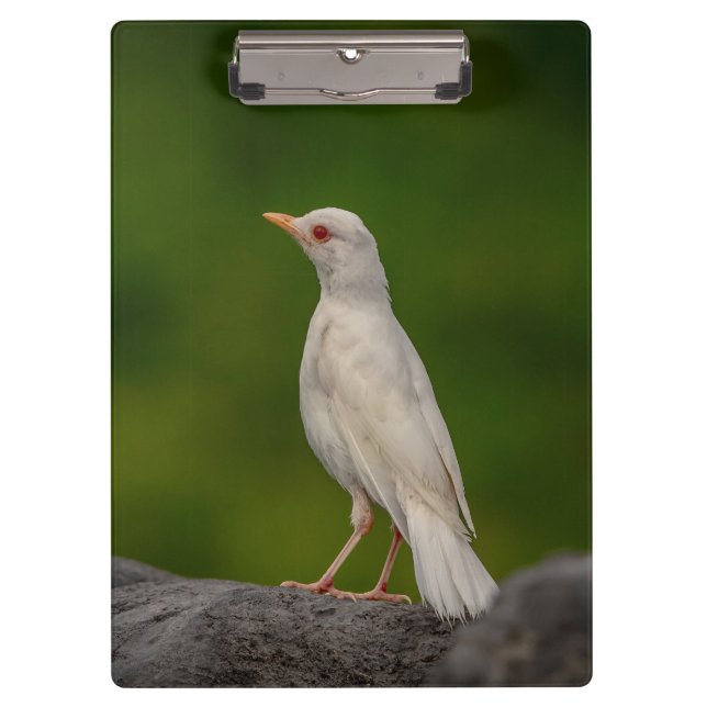 Pranchetas Albino Robin em Crown Point (Frente)