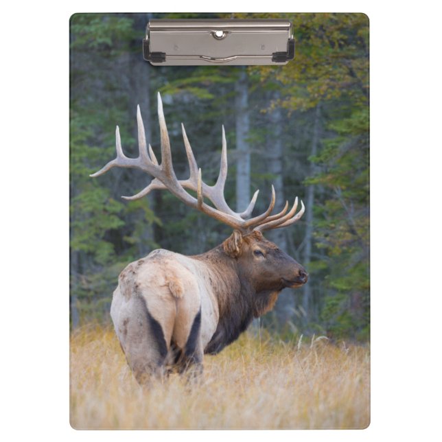 Pranchetas Alce Rocky Mountain macho (Frente)