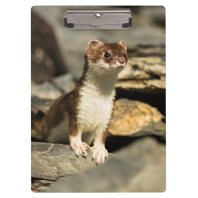 Pranchetas Alerta Weasel (Frente)