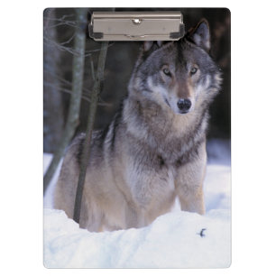 Pranchetas América do Norte, Canadá, Canadá Oriental, Lobo ci