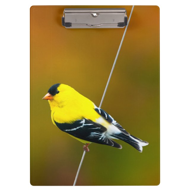 Pranchetas American Goldfinch - Fotografia original (Frente)