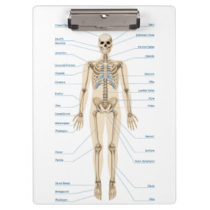Pranchetas Anatomia humana