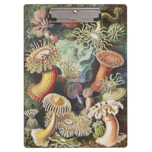Pranchetas Anêmonas-do-mar de Haeckel Colagem de arte náutica