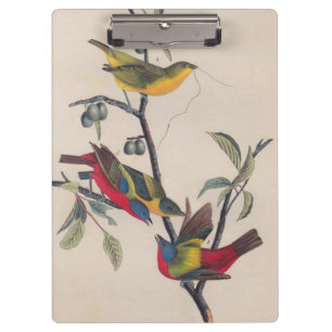 Pranchetas Animais Selvagens de Aves Pintadas com Audubon