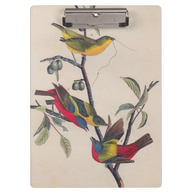 Pranchetas Animais Selvagens de Aves Pintadas com Audubon (Frente)