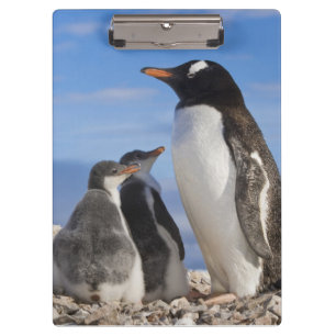 Pranchetas Antártida, Neko Cove (Porto). Pinguim-de-gentoo 2