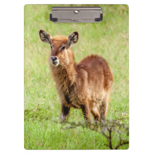 Pranchetas Antílope novo Waterbuck das imagens Brown de