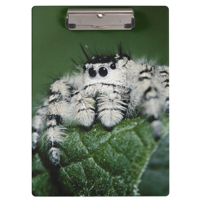 Pranchetas Aranha Saltadora Metaphid (Frente)