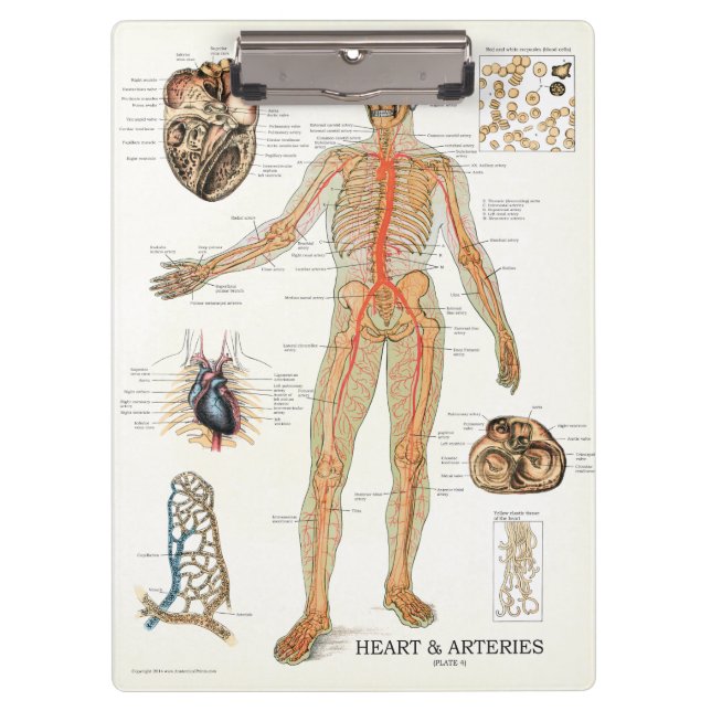 Pranchetas Área de Transferência de Anatomia do Coração de Mé (Frente)