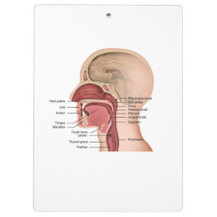 Pranchetas Área de Transferência de Anatomia Orofaríngea