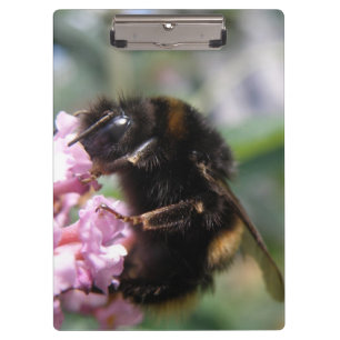 Pranchetas Área de Transferência de Bumblebee Flores Rosa e O