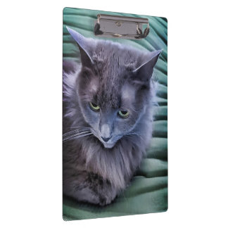 Pranchetas Área de Transferência de Gatos de Olhos Verdes da