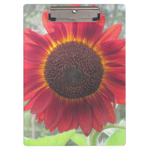 Pranchetas Área de Transferência de Girassol Vermelho Rusty