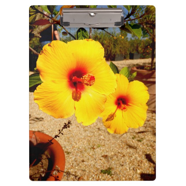 Pranchetas Área de Transferência de Hibiscus Amarela (Frente)
