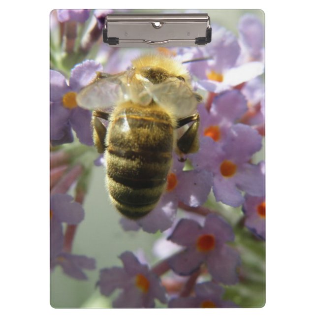 Pranchetas Área de Transferência de Honeybee e Buddleia (Frente)