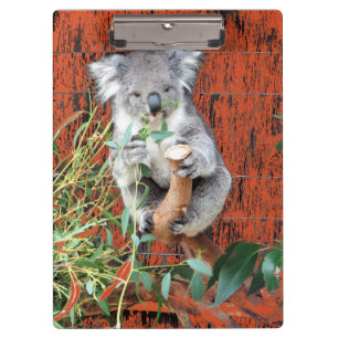 Pranchetas Área de transferência do horário de snack Koala